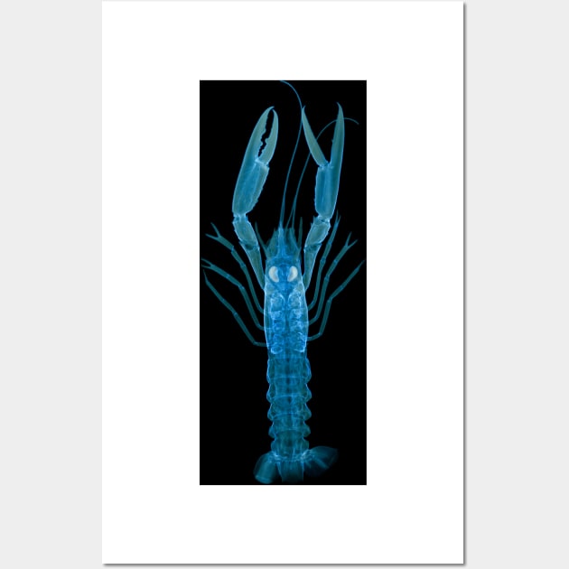 Langoustine, X-ray (Z220/0125) Wall Art by SciencePhoto